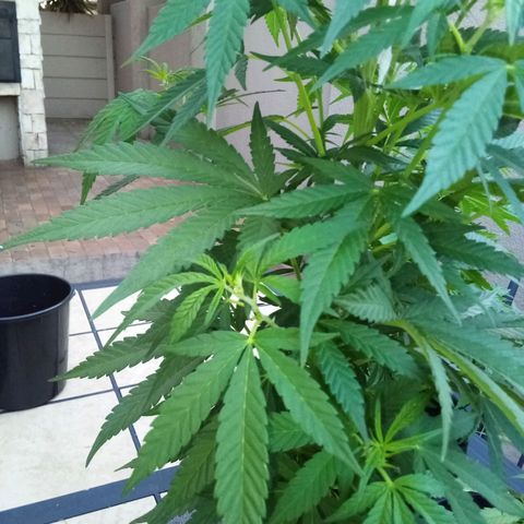 Lucy growlog timeline photo