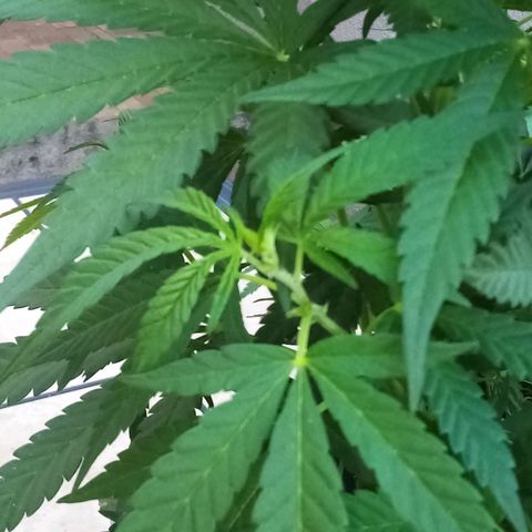 Lucy growlog timeline photo