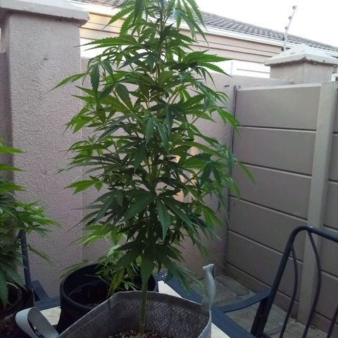 Lucy growlog timeline photo