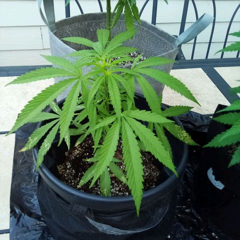 Kandi growlog timeline photo