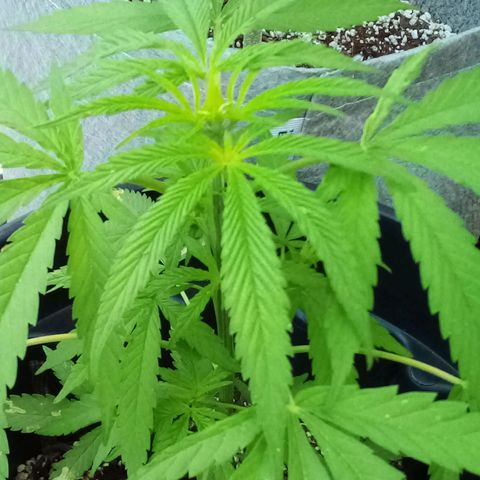 Kandi growlog timeline photo
