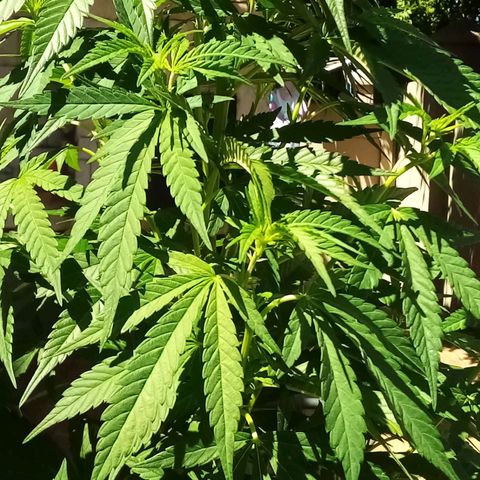 Lucy growlog timeline photo