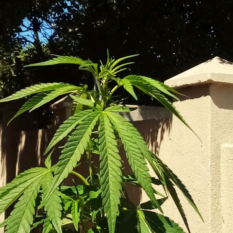Lucy growlog timeline photo