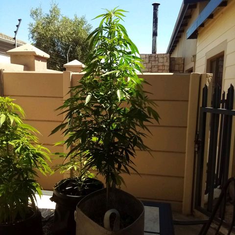 Lucy growlog timeline photo