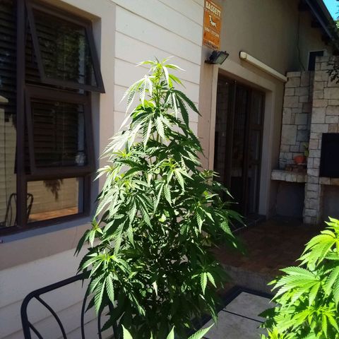 Lucy growlog timeline photo