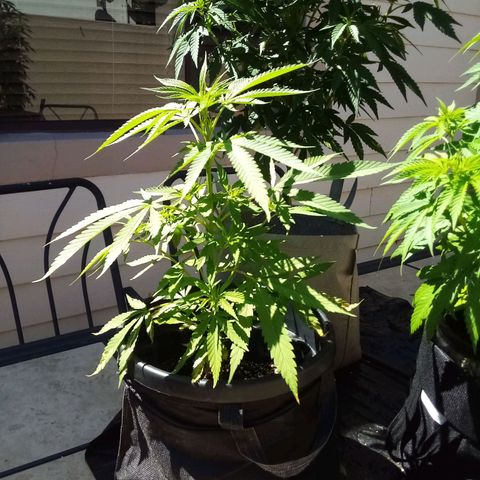 Kandi growlog timeline photo