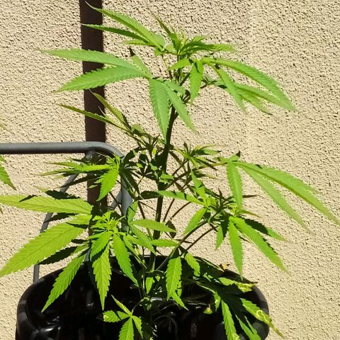 Kandi growlog timeline photo