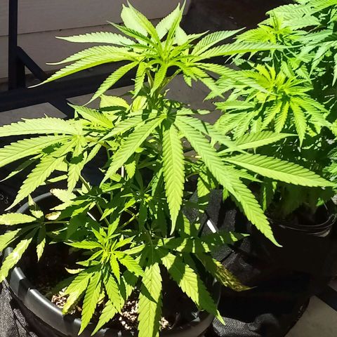 Kandi growlog timeline photo
