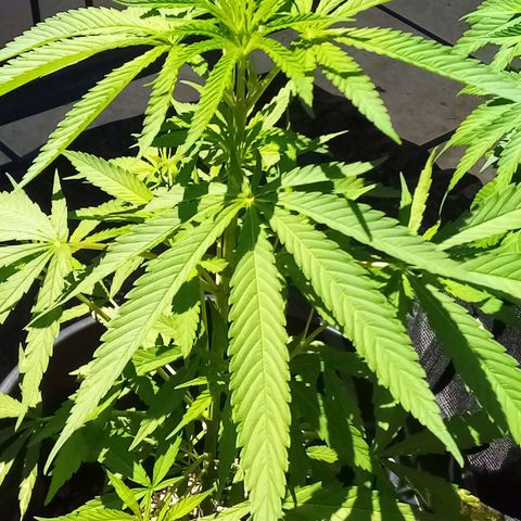 Kandi growlog timeline photo