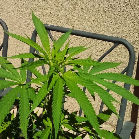 Kandi growlog timeline photo