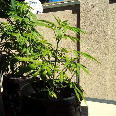 Kandi growlog timeline photo