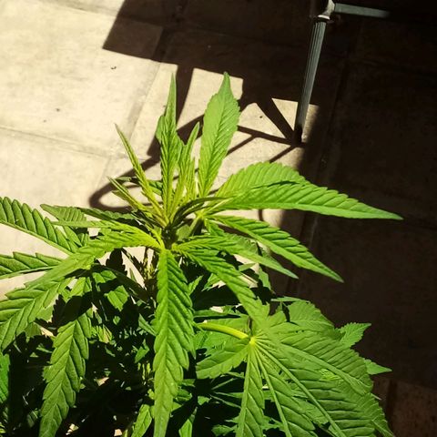 Lucy growlog timeline photo