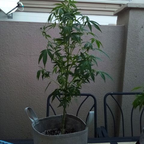 Lucy growlog timeline photo