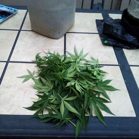 Lucy growlog timeline photo
