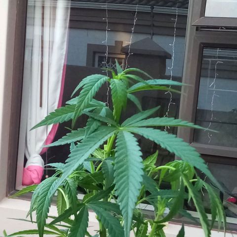 Lucy growlog timeline photo