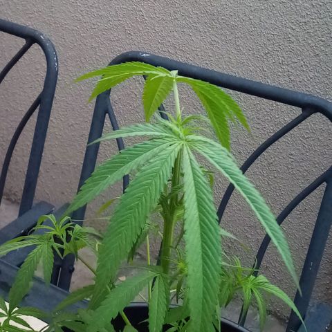 Kandi growlog timeline photo