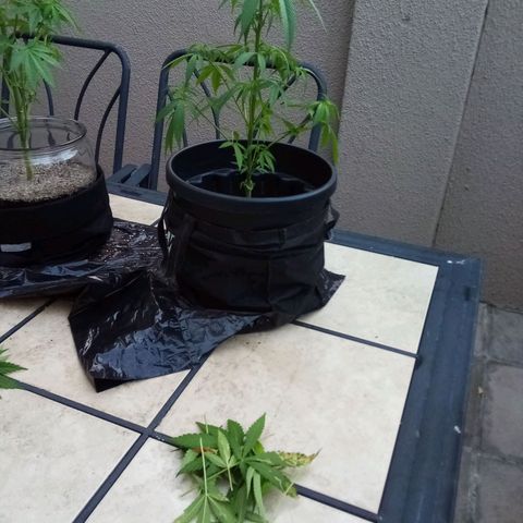 Kandi growlog timeline photo