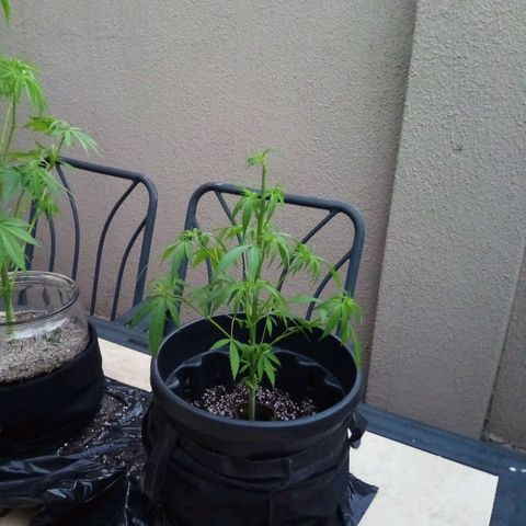 Kandi growlog timeline photo