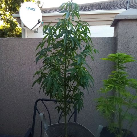 Lucy growlog timeline photo