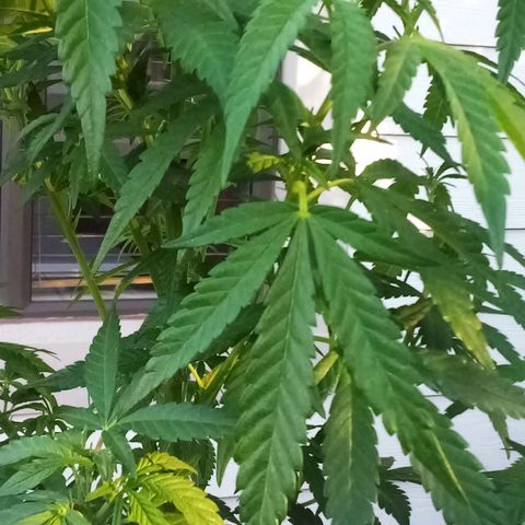 Lucy growlog timeline photo