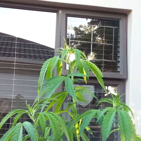 Lucy growlog timeline photo