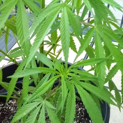 Kandi growlog timeline photo
