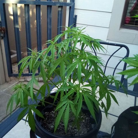 Kandi growlog timeline photo