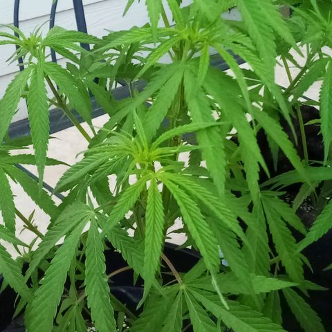 Kandi growlog timeline photo