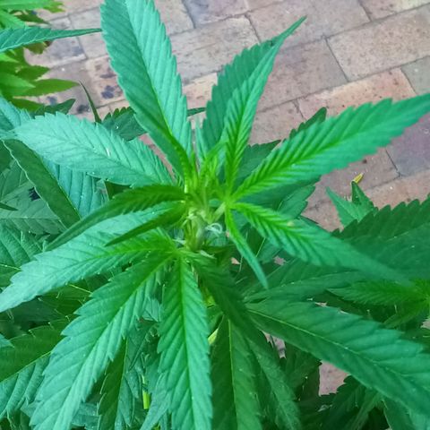 Lucy growlog timeline photo
