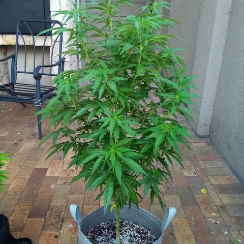 Lucy growlog timeline photo