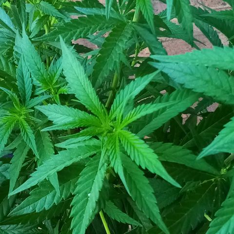 Lucy growlog timeline photo