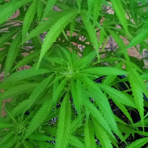 Kandi growlog timeline photo