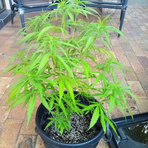 Kandi growlog timeline photo