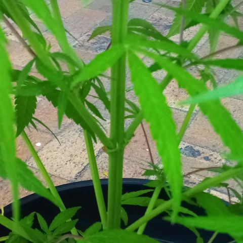 Kandi growlog timeline photo