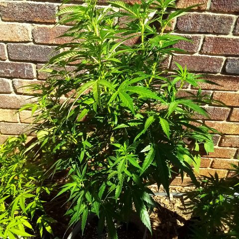 Lucy growlog timeline photo