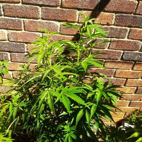 Lucy growlog timeline photo