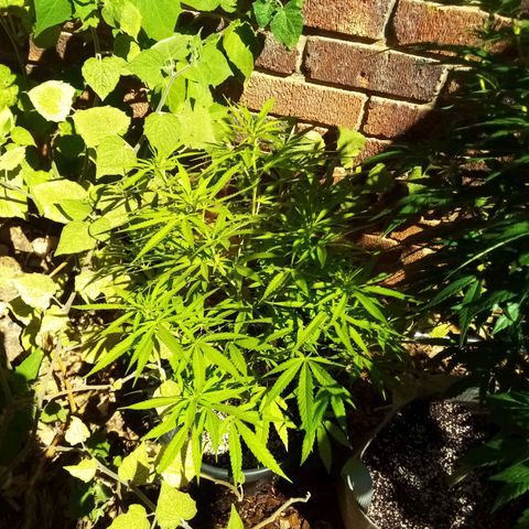 Kandi growlog timeline photo