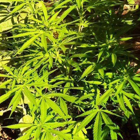 Kandi growlog timeline photo