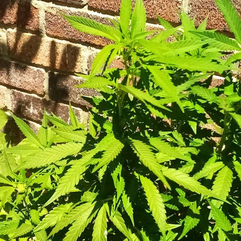 Lucy growlog timeline photo