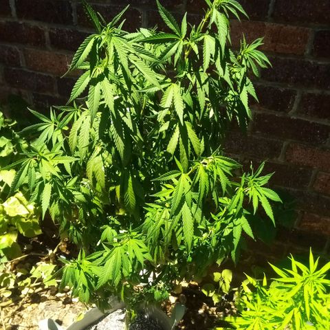 Lucy growlog timeline photo