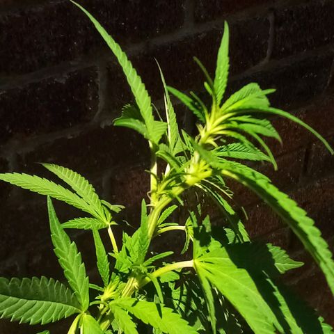 Lucy growlog timeline photo