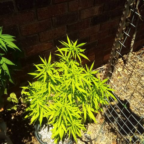 Kandi growlog timeline photo