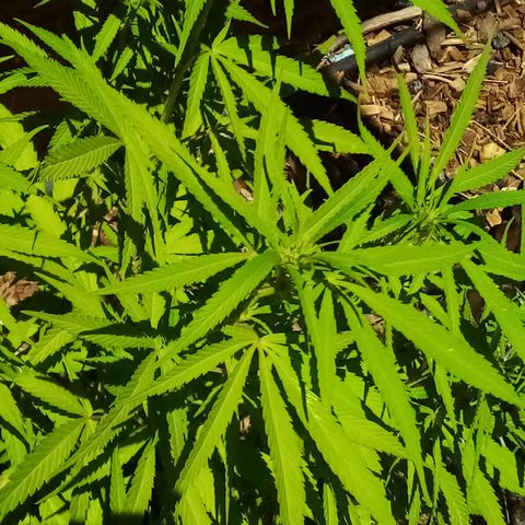 Kandi growlog timeline photo