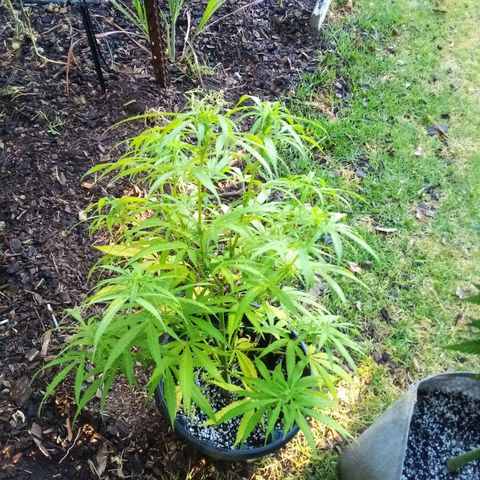 Lucy growlog timeline photo