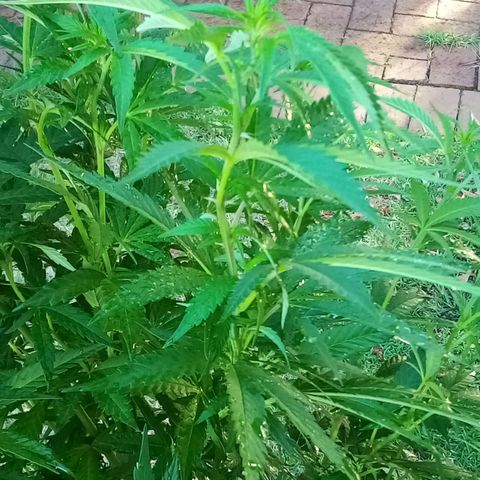 Lucy growlog timeline photo
