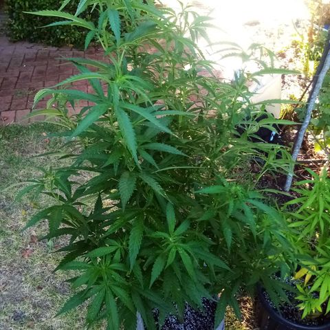 Lucy growlog timeline photo