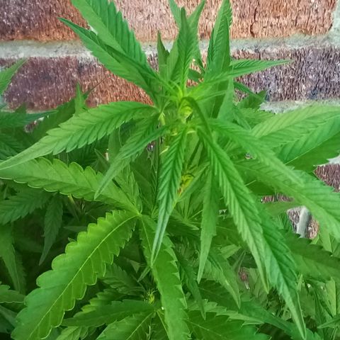 Lucy growlog timeline photo