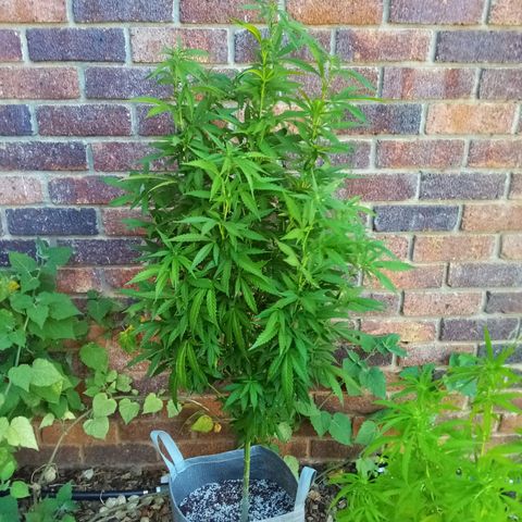 Lucy growlog timeline photo