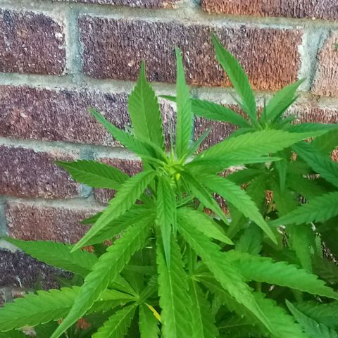 Lucy growlog timeline photo