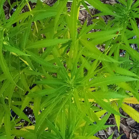 Kandi growlog timeline photo